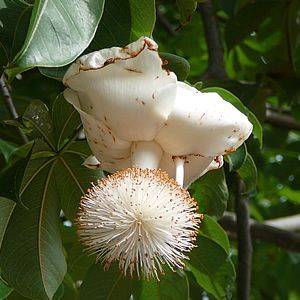 Flor de baobab