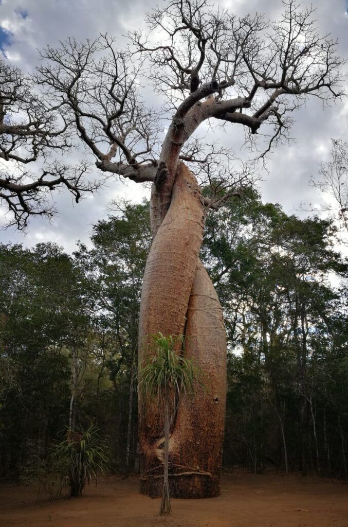 Baobabs del amor entrelazados Madagascar
