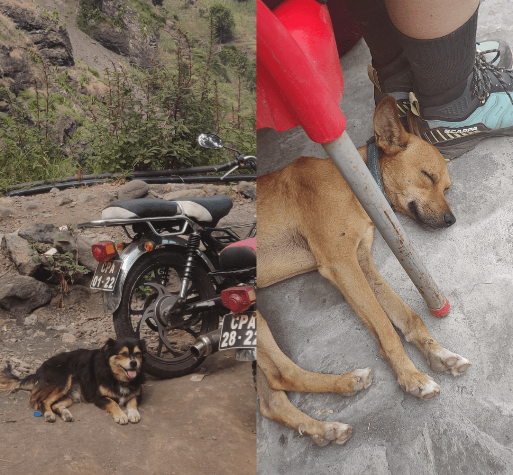 Perros abandonados
